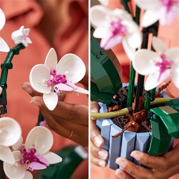 10311 Orchid 5